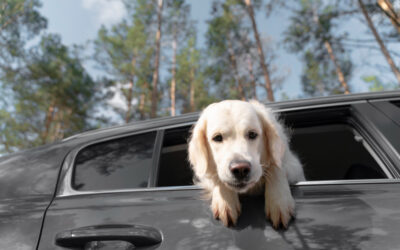 Lunas tintadas y mascotas: viajes más cómodos para perros en coche