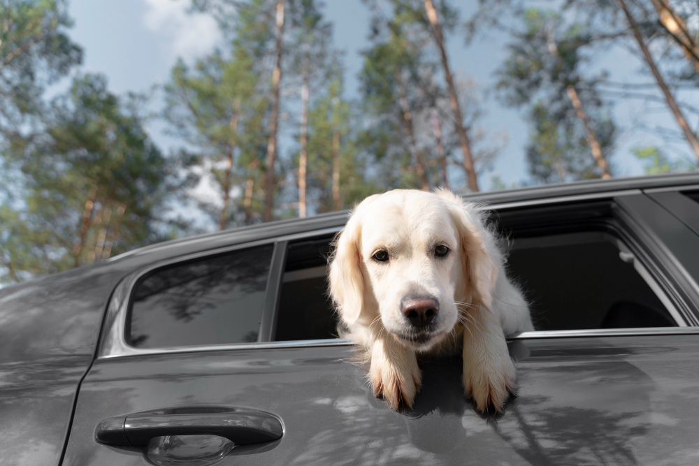 Lindo perro sentado por la ventana